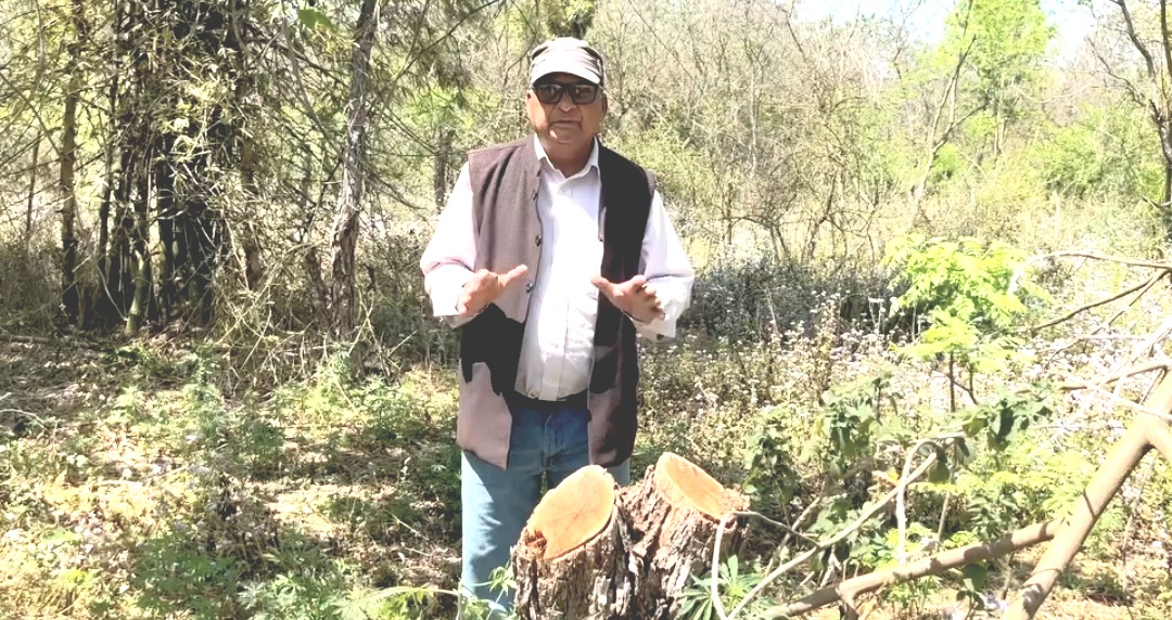 Despite the complaint, the illegal cutting of forest trees and the sawing continued